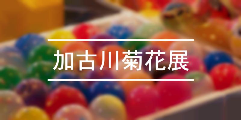 加古川菊花展 2022年 [祭の日]